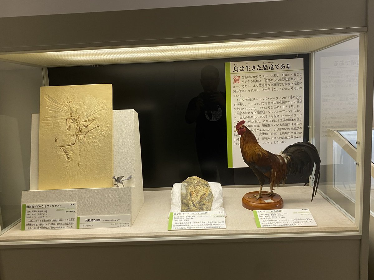 恐竜化石探訪 on X