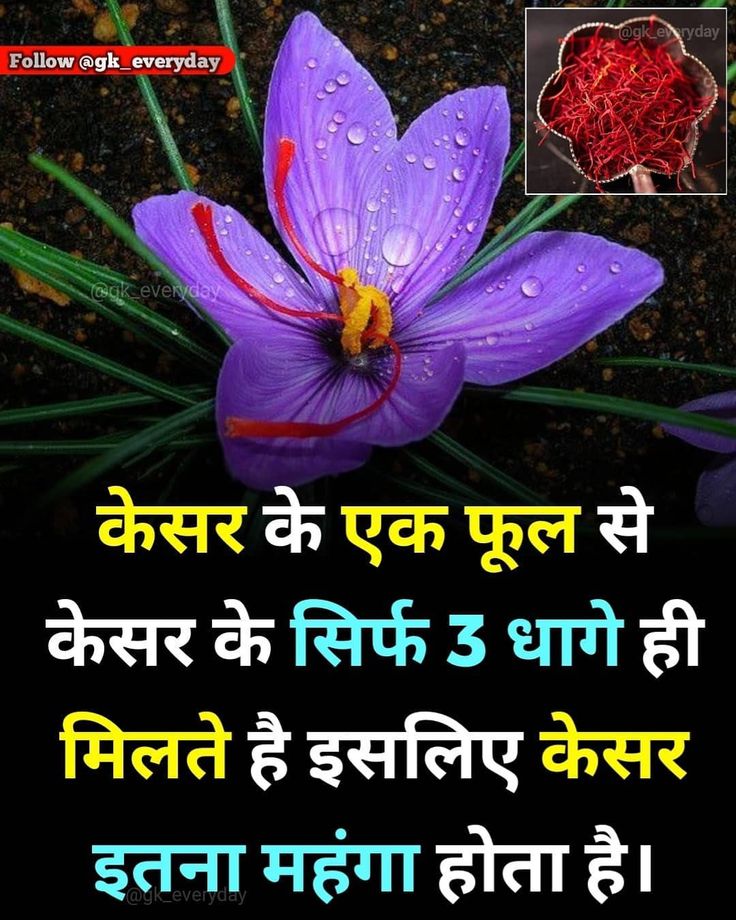 Saloni_3412's tweet image. क्या आप जानते हैं?

केसर इतना महंगा क्यों होता है?🤔

&quot;क्योंकि केसर के एक फूल से सिर्फ 3 धागे ही मिलते हैं&quot;😳

#facts #KNOWLEDGE #kesar
