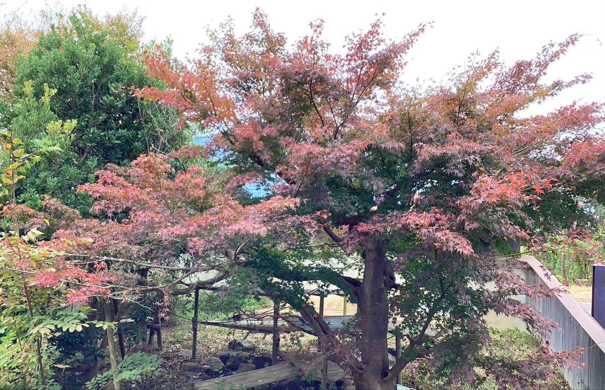 こんにちは😊
ガーデンオアシスです🐾

新商品「MOFMOFRIENDS マスコット」
が入荷しました✨
モチモチの触り心地が良いぬいぐるみです👍

最近は園内の紅葉もだんだんと色付き始め
とても綺麗です🍁

ぜひお越しくださいませ♪

#市川市動植物園
#ガーデンオアシス