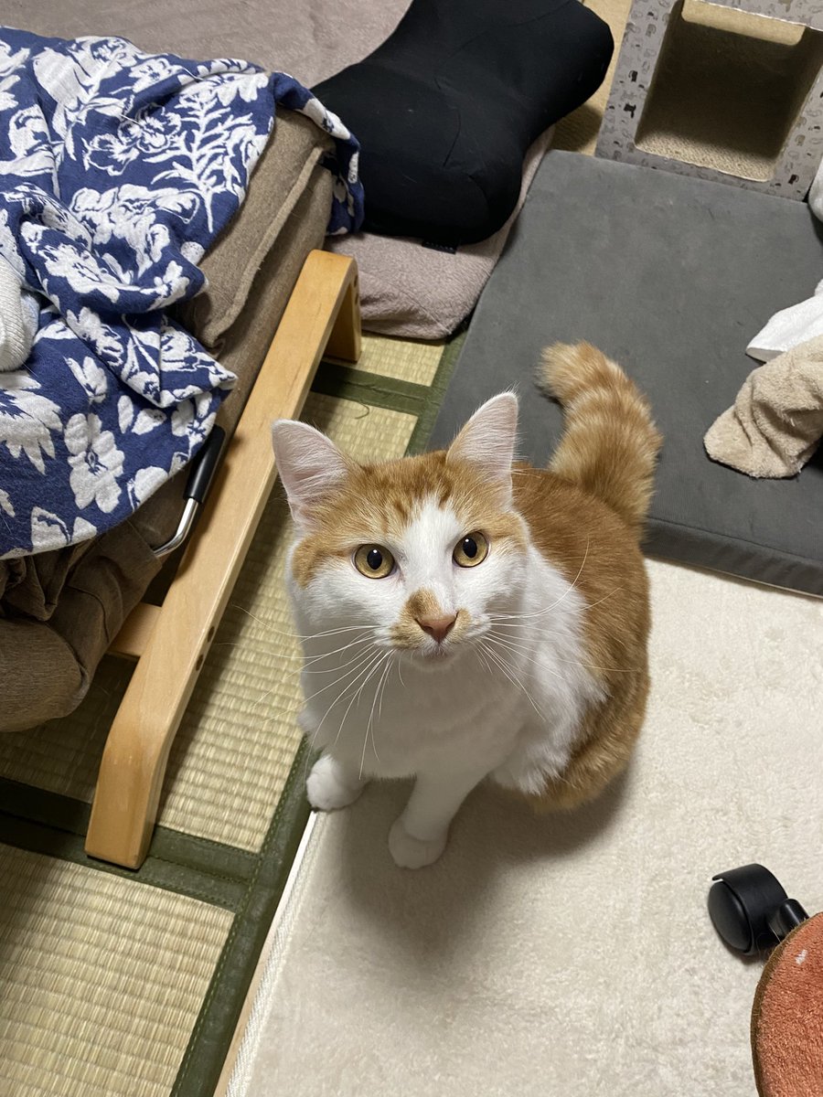 きなぽっ毳ョスᐠ( ᐛ )ᐟよしこ on X