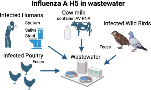 Retrospective testing of wastewater in urban California sewershed for HPAI, Sept 2023 - May 2024. First H5 detected in March. Contaminated milk or infected poultry were the most likely sources of H5 to wastewater
👉pubs.acs.org/doi/10.1021/ac…
Shiny: abharv52.shinyapps.io/h5_input_estim…