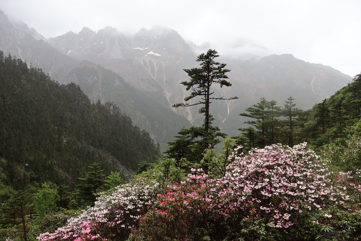 TreeRegister's tweet image. The Tree Register Lecture.
The Plant Hunters.

A fundraising lecture by Seamus O’Brien who retraced the steps of Captain Frank Kingdon Ward across Asia.

📍 Royal Geographical Society, London

📅 12 November 2025 | £25

🎟 Tickets: bit.ly/42WGqLm

#thicktrunktuesday