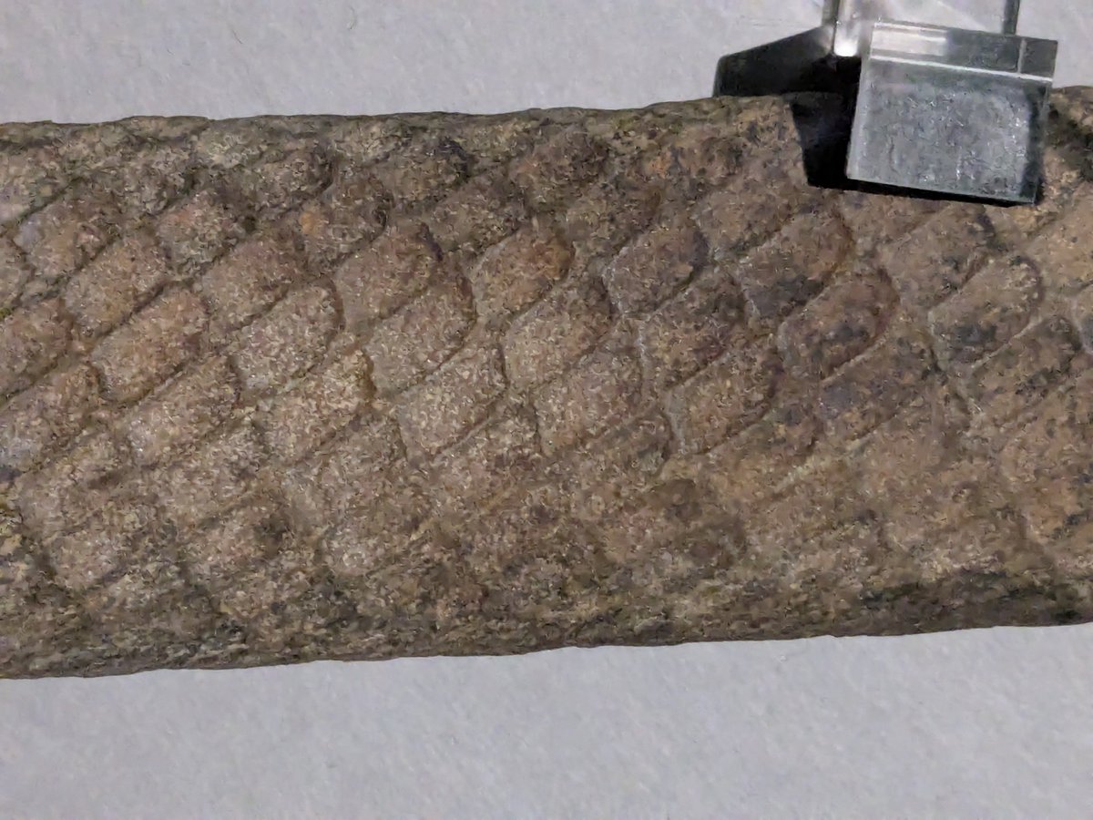 謎の化石(リツイテスと思われる) ニッポニテス on X