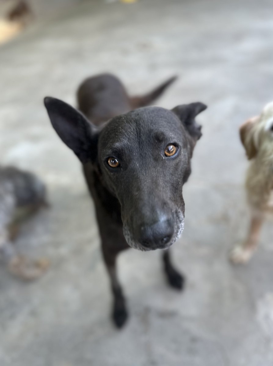 Proyecto 4 Patas tweet media