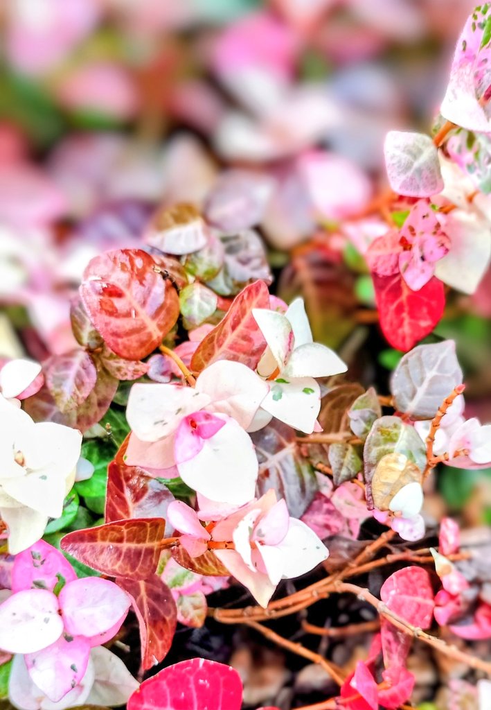 すもも 𖥧 𖧧 on X