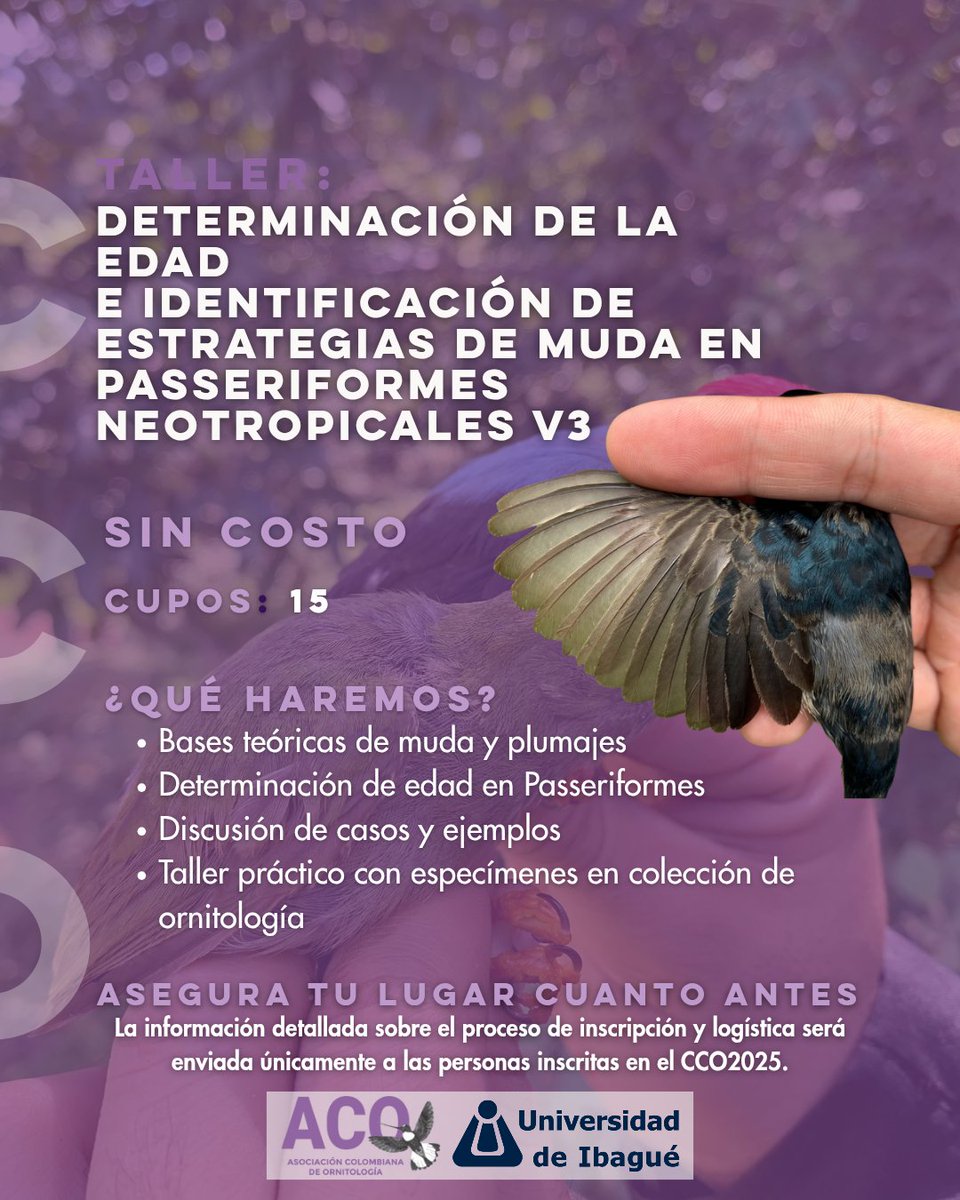 🪶 Curso precongreso
Determinación de la edad e identificación de estrategias de muda en Passeriformes neotropicales

Instructor: PhD. Miguel Moreno Palacios
💰 Sin costo
👥 Cupos limitados
Aprende a leer la historia de las aves a través de sus plumas 🌿
#ACO #CCO2025 <a href="/mmorenop7/">Miguel Moreno-Palacios</a>