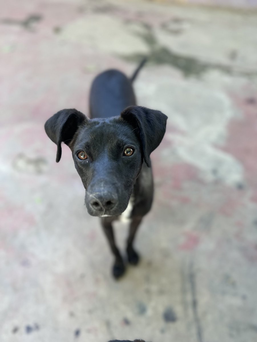 Proyecto 4 Patas tweet media