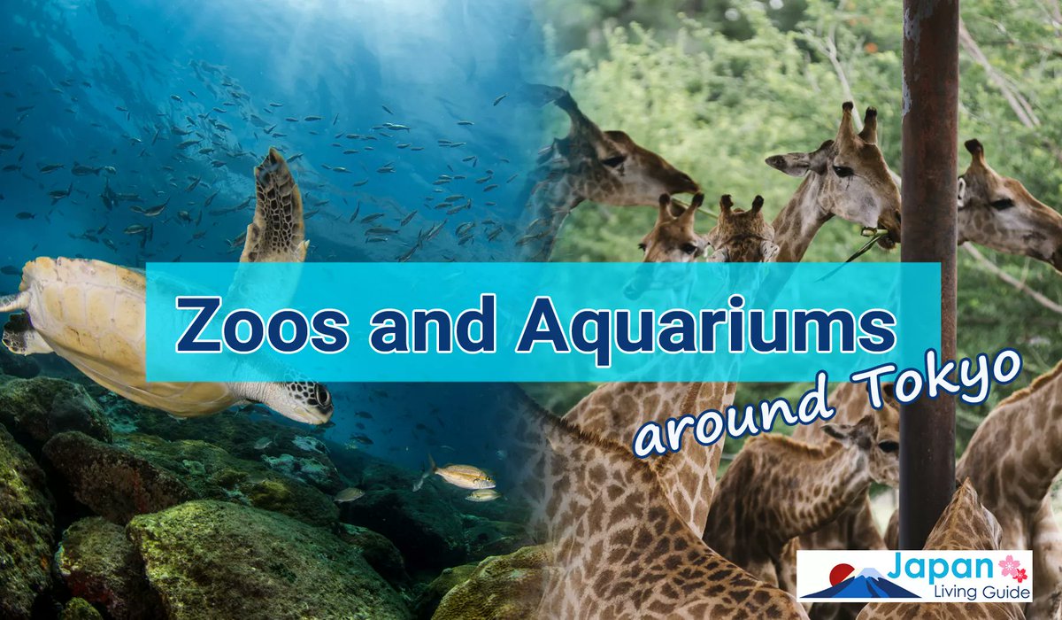 JLivingGuide's tweet image. If you are seeking for Zoos and Aquariums in and around Tokyo, this is the right list for you! There is a plethora of zoos and aquariums with many fascinating animals to see and that would be fun to explore for both children and adults.
japanlivingguide.com/lifestyle/trav…

#tokyoattractions