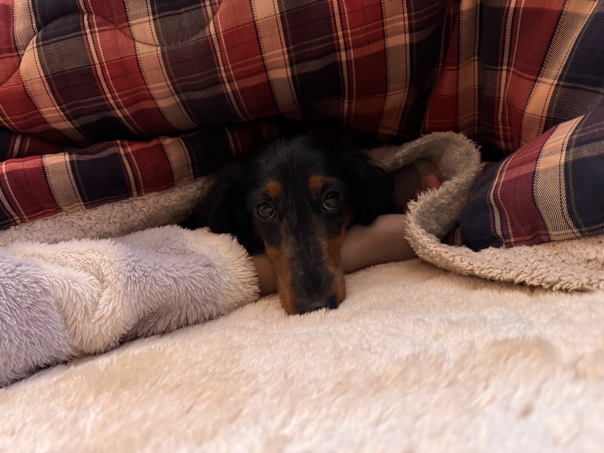 とろろ犬　エメラルド ウルフブラット] グリーンバレー アダルト ラムとサーモン 500g 成犬用