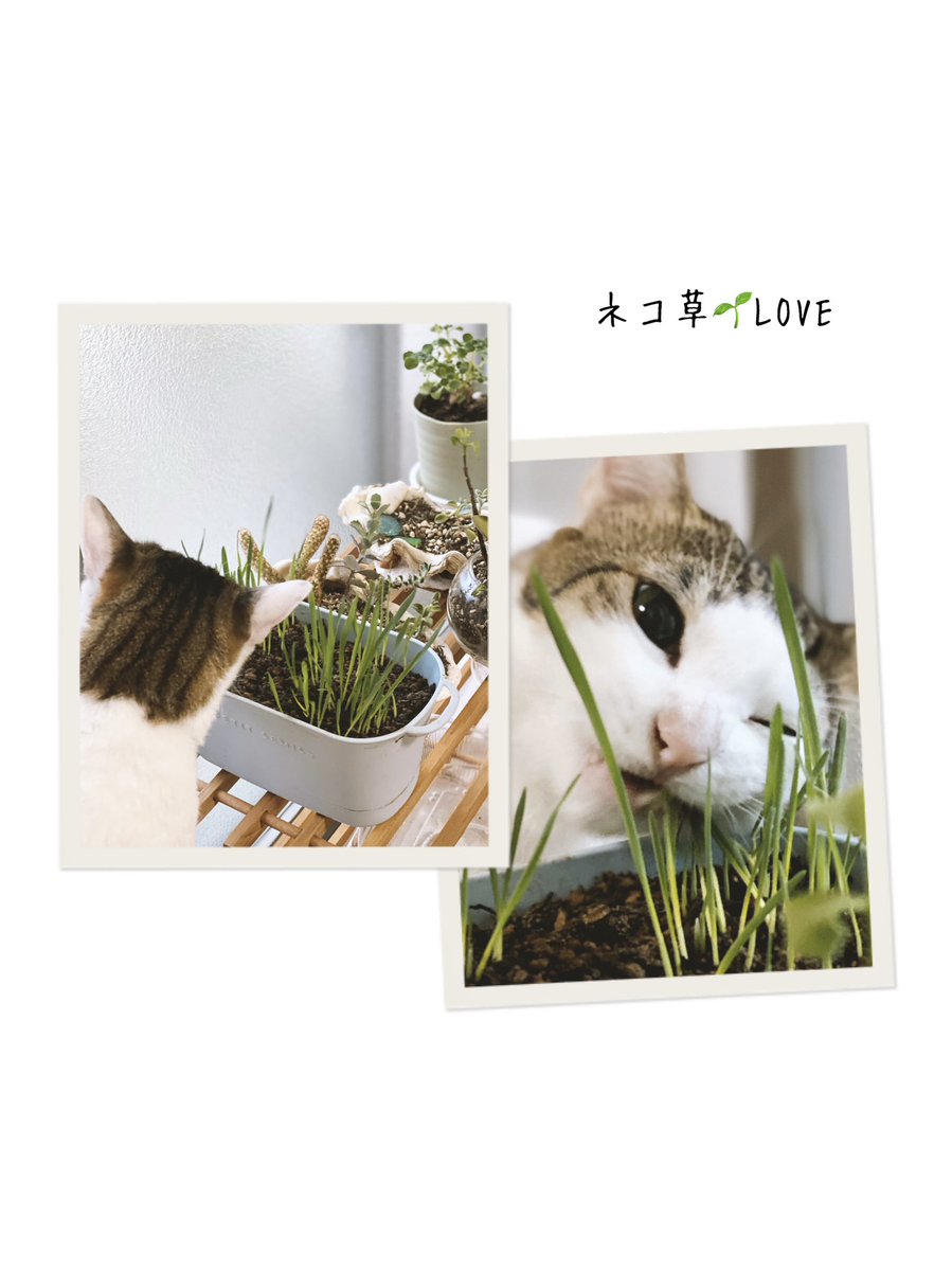 gift okinawa +╰ᘏᗢ (@okinawa365gift) / Posts / X