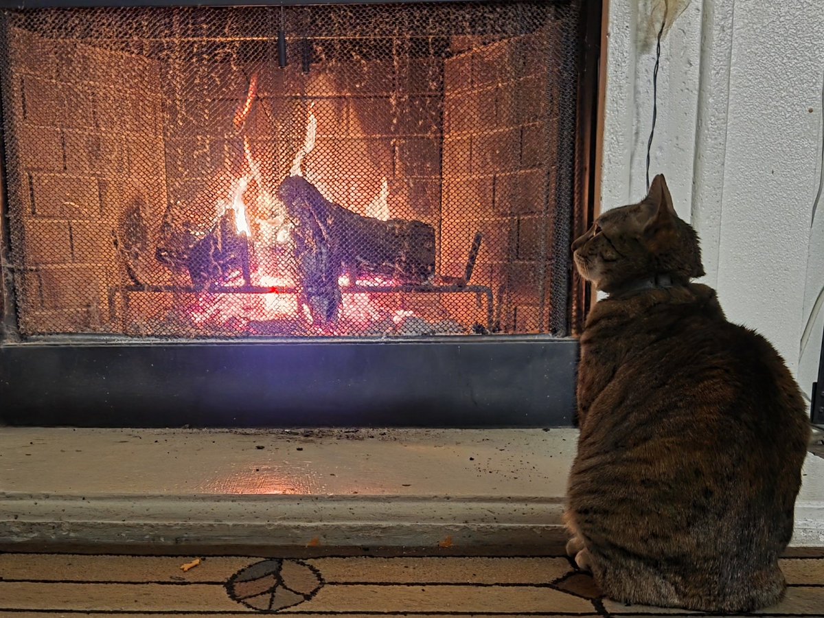 dwarfusmax's tweet image. Pretty kitty by the fire