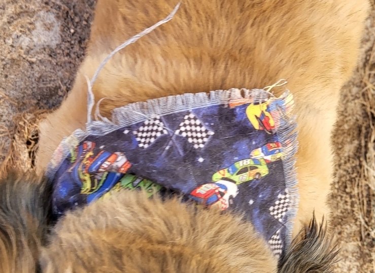 My dogs got a haircut, and they gave one of them a nascar bandana thing afterward. Now he looks cool as hell with it on 🔥🔥🔥