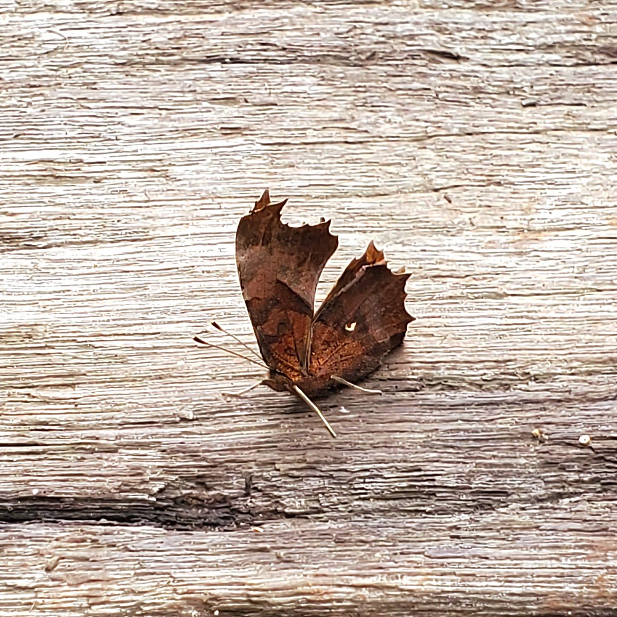 MsLABO6's tweet image. キミは昆虫？枯れ葉？
何ていう名前？