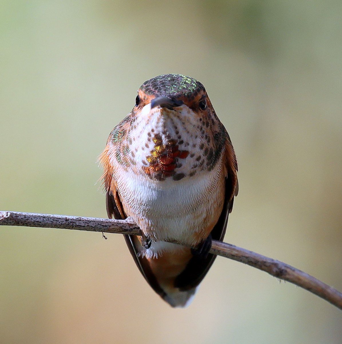 romankahunapoe (@r27214ron) on Twitter photo 