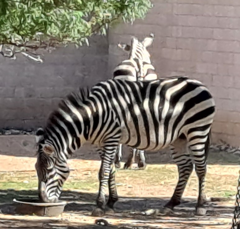 Rest in peace to my Zebra friend, Ulysses, at <a href="/ComoZoo/">Como Zoo</a>. He always greeted me on my visits. We both have a similar belly, from our love of snacks. My thoughts are with the amazing zoo keepers who keep this gem going. 🦓🙏