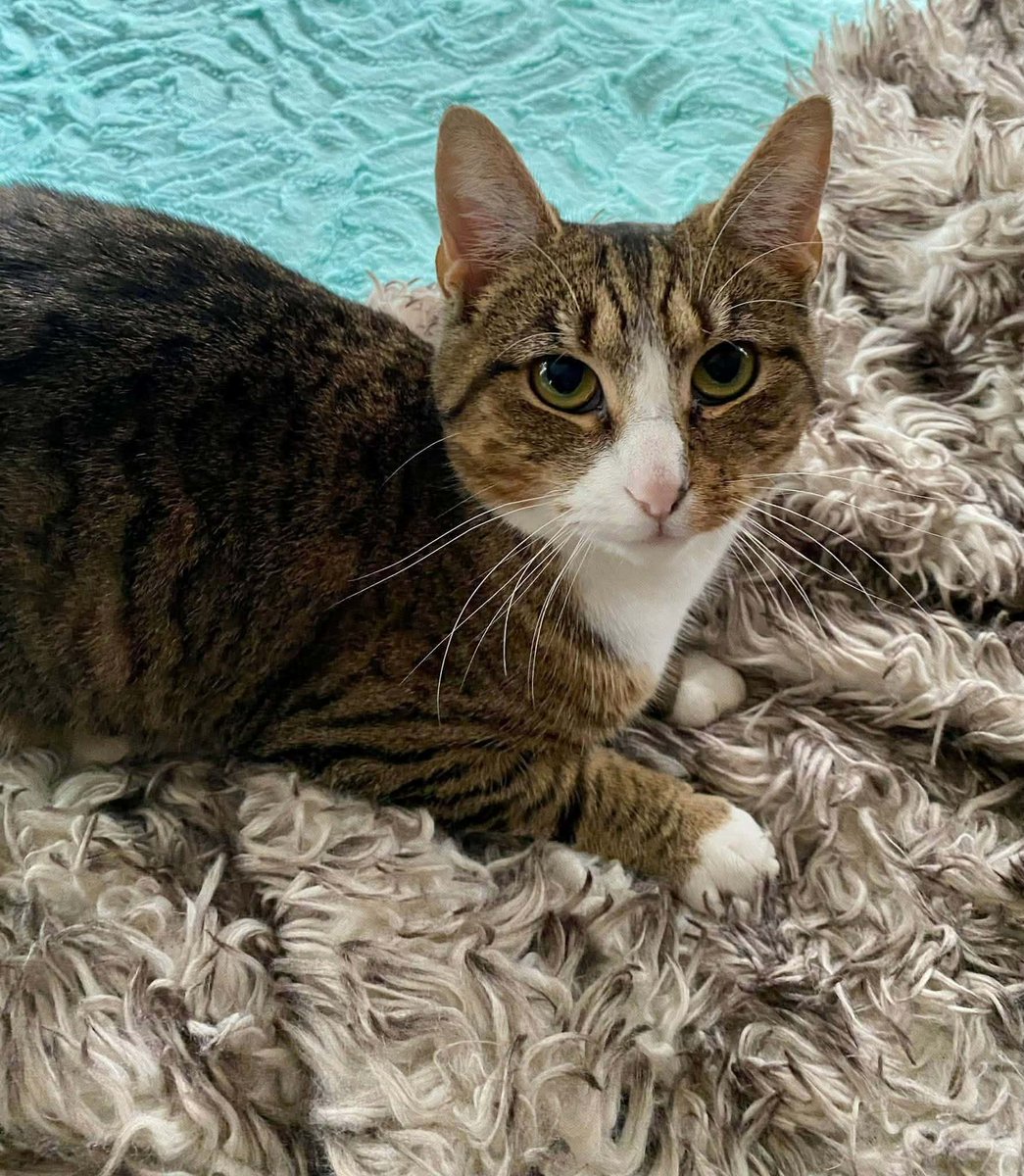 HSCCMaryland's tweet image. 🌼 Mae’s ready for her turn!
After raising 4 kittens, this sweet 1-year-old momma is ready to find a home of her own. She loves treats, sunny naps &amp;amp; calm company. 💛

📧 hsccfosterteam@gmail.com

🌐 hscarroll.org/adoption

#HSCC #AdoptLocal #FosterCats #RescueCats