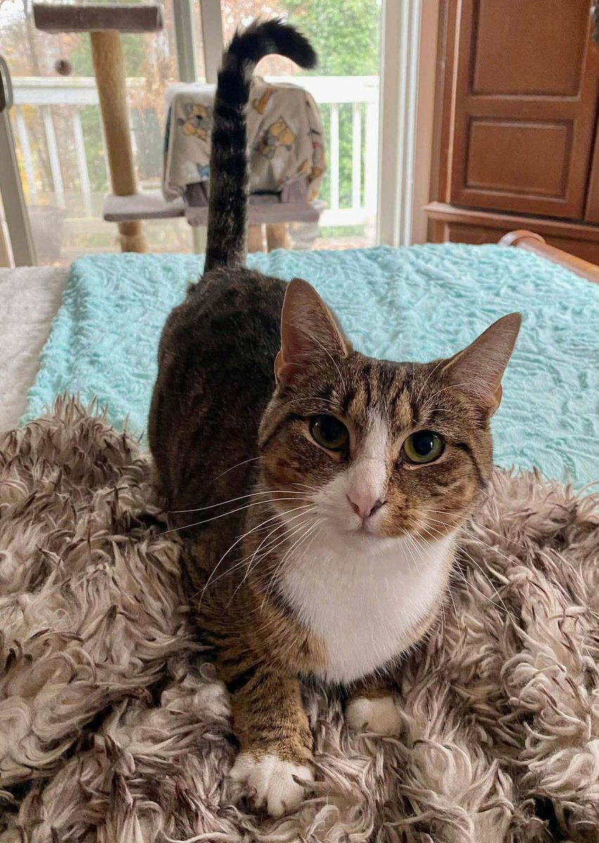 HSCCMaryland's tweet image. 🌼 Mae’s ready for her turn!
After raising 4 kittens, this sweet 1-year-old momma is ready to find a home of her own. She loves treats, sunny naps &amp;amp; calm company. 💛

📧 hsccfosterteam@gmail.com

🌐 hscarroll.org/adoption

#HSCC #AdoptLocal #FosterCats #RescueCats