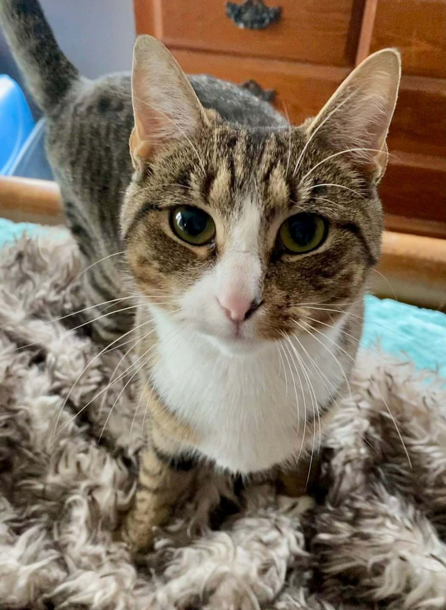 HSCCMaryland's tweet image. 🌼 Mae’s ready for her turn!
After raising 4 kittens, this sweet 1-year-old momma is ready to find a home of her own. She loves treats, sunny naps &amp;amp; calm company. 💛

📧 hsccfosterteam@gmail.com

🌐 hscarroll.org/adoption

#HSCC #AdoptLocal #FosterCats #RescueCats