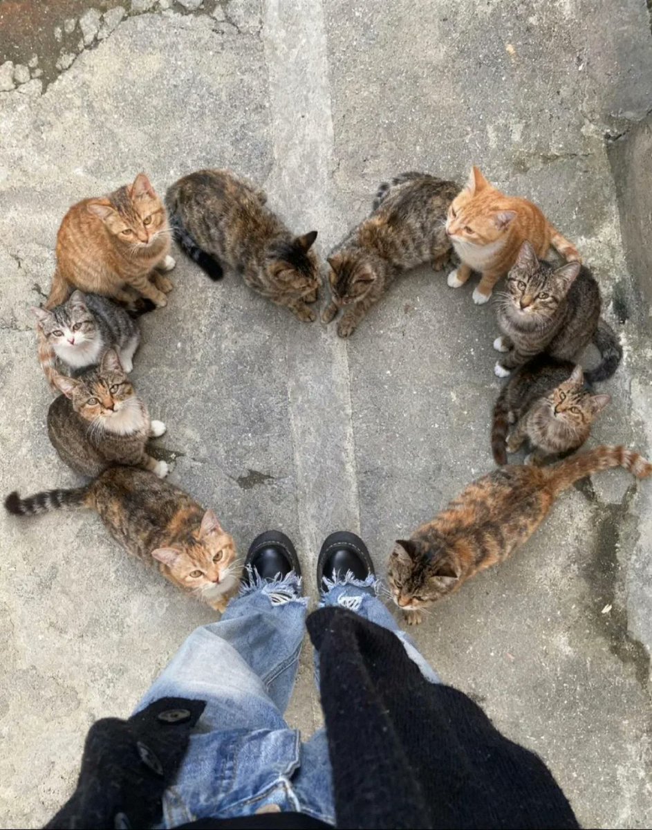 TheCatsX's tweet image. 