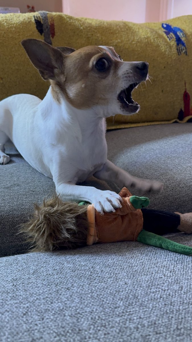 Dog tested, Beau approved.