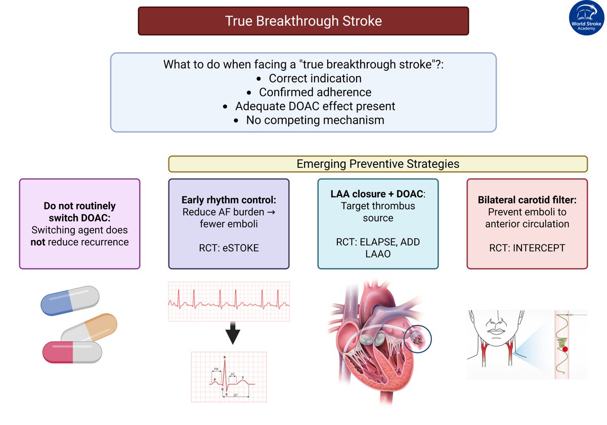 #MondayTip

🤔What to do with a “true breakthrough stroke”?
After a systematic evaluation 👉tinyurl.com/3s6rdt2w, many AF strokes on DOAC will be true breakthroughs -i.e., despite correct indication, dose, adherence

🔬Emerging strategies under study 👇
Would you add another?