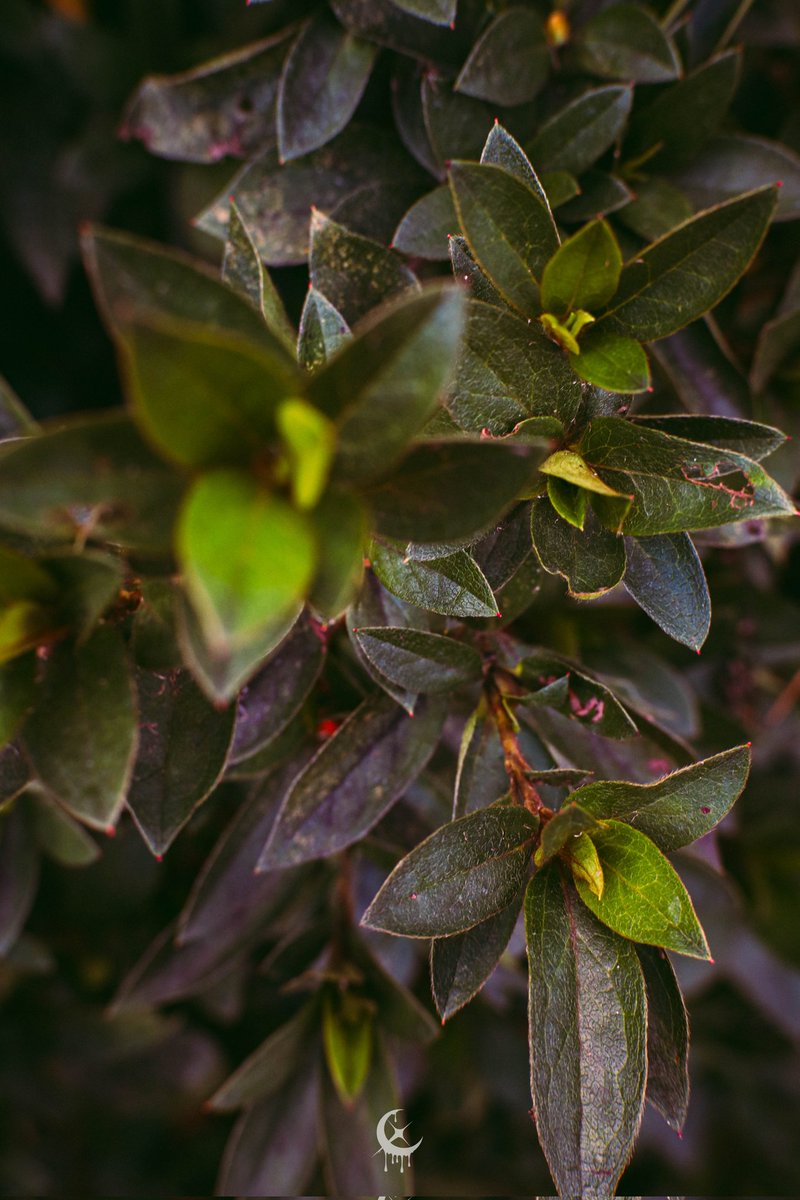 🌙Shuu Shuu🌙 tweet media