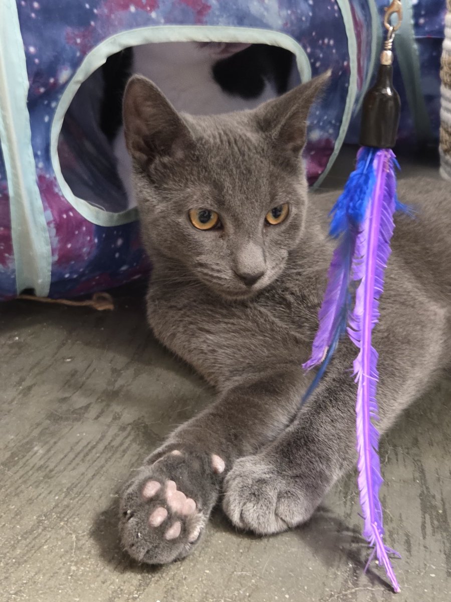 Meet Woody!

🐾 3.5 months old male

Woody is the social butterfly — he came right out of his cage purring and ready for love. 

He absolutely adores being pet and will win you over instantly with his friendly, playful personality.

📍Petsmart - W. Long Branch, NJ