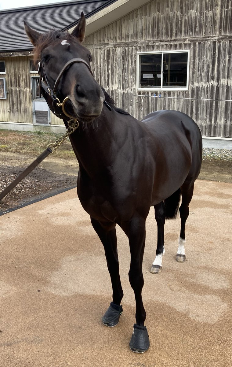 E3%82%B7%E3%83%A3%E3%83%95%E3%83%AA%E3%83%A4%E3%83%BC%E3%83%AB