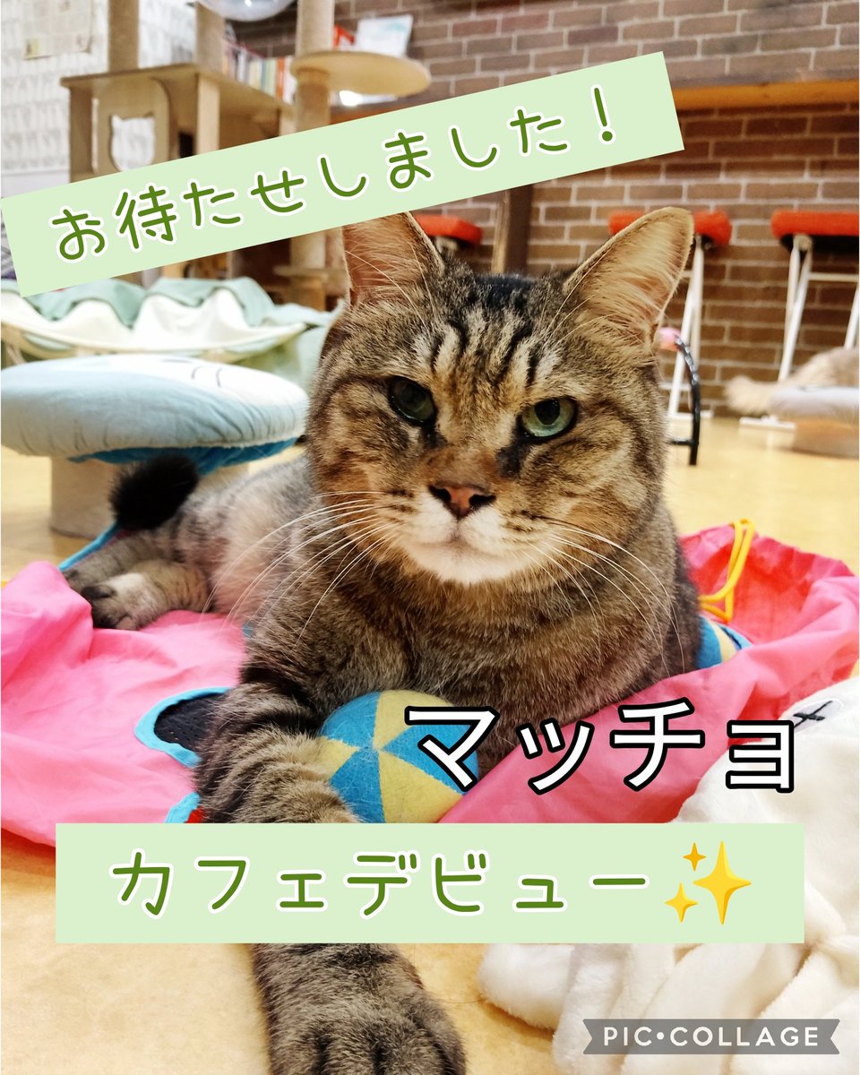 manchiTuruhashi's tweet image. #保健所 さんから保護されてきた
#キジトラ猫 のマッチョさん💪

ウイルス検査をクリアした為、カフェデビューできるようになりました✨

昨晩少しお散歩してみた感じだと慣れはかなり早く、人にも猫にもフレンドリーです💕
普段はバックルームにいることも多いので、会いたい方はお声掛け下さいね✨