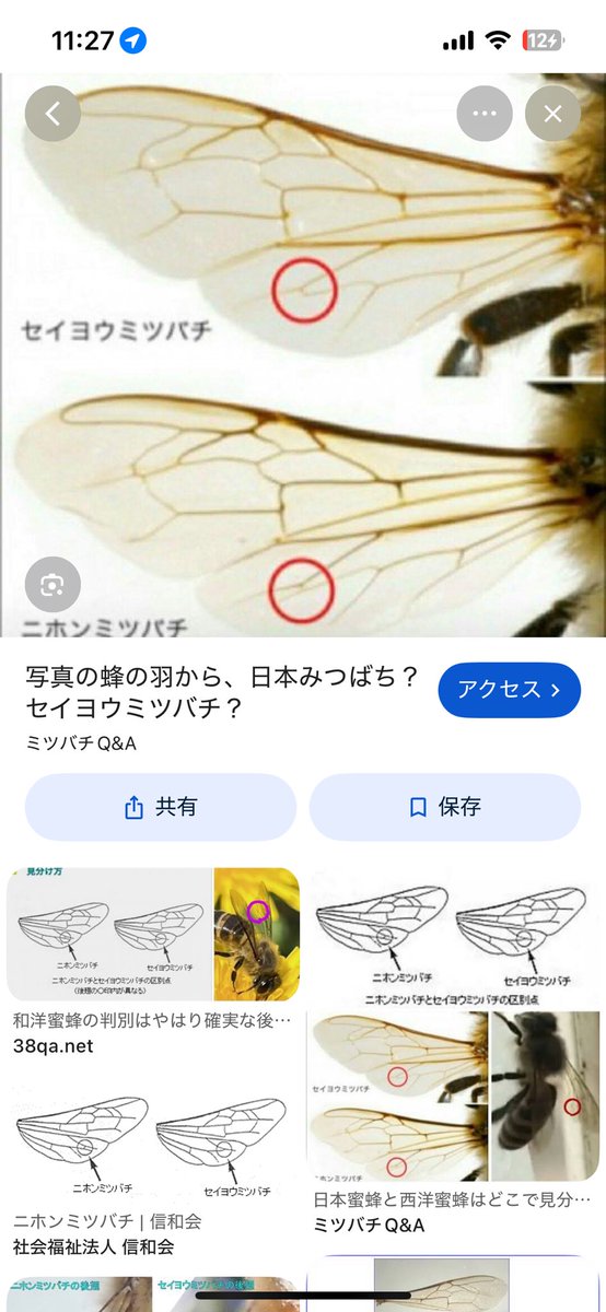 蜜蜂ページ ミツバチ