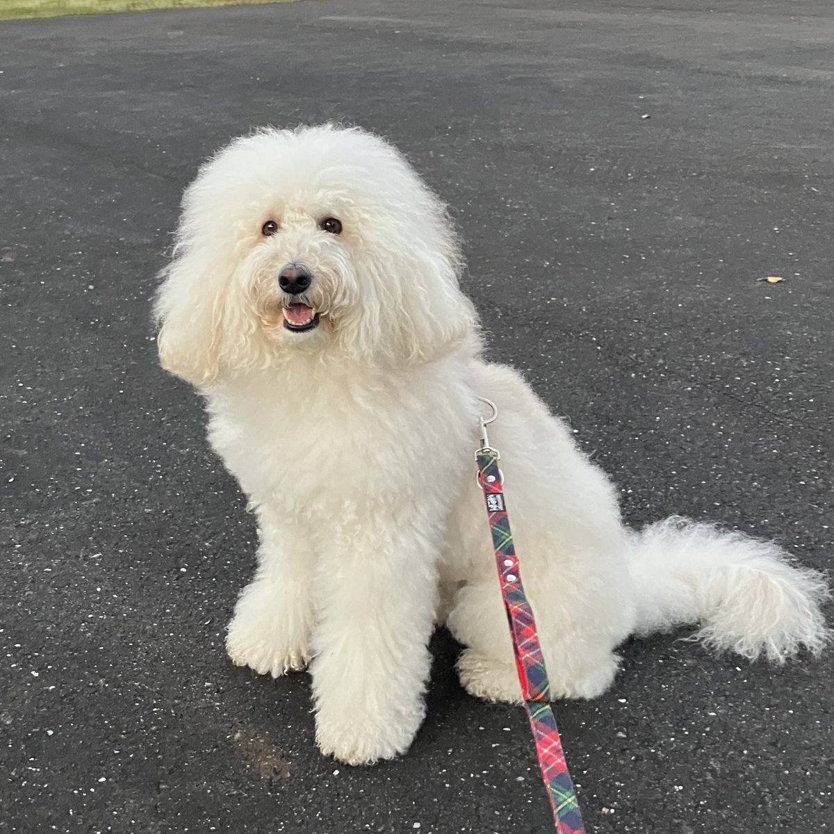 エルって熊に似ているね『白熊ワン』