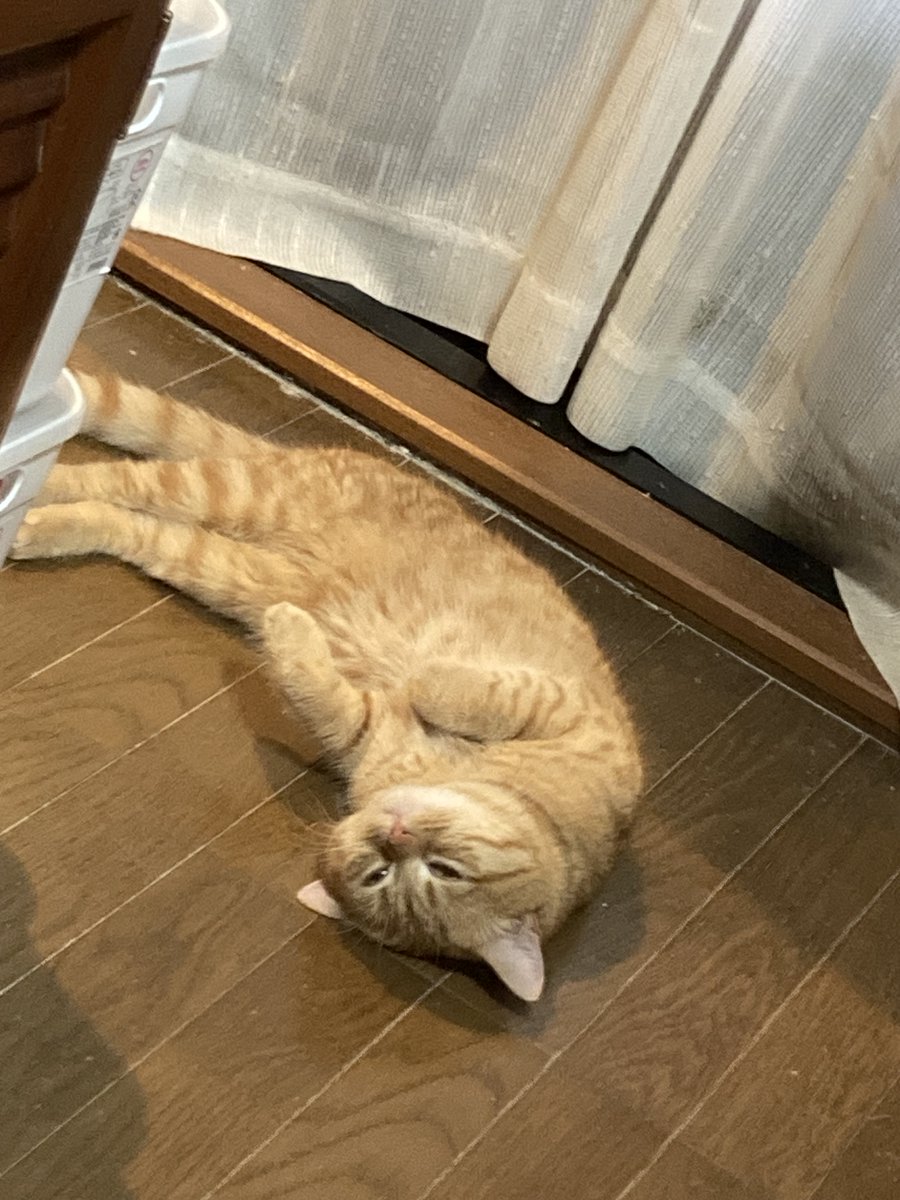 茶トラのキキとの2年間、そして猫コロナウイルス（FIP）について綴っ