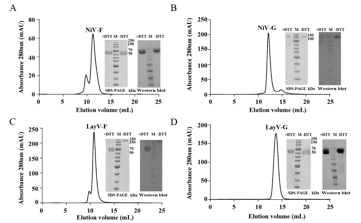 Journal_IMD's tweet photo. The research highlights the critical role of synergistic dysregulation between the gut virome and bacteriome in RA pathology. Longitudinal studies are warranted to establish causal relationships and explore the therapeutic potential of phage therapy or probiotic modulation. https://t.co/4F9geyvk7p