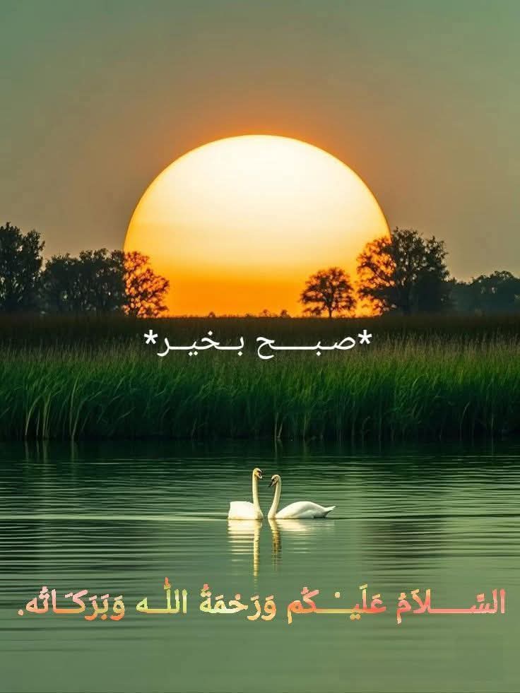Farah Z tweet media
