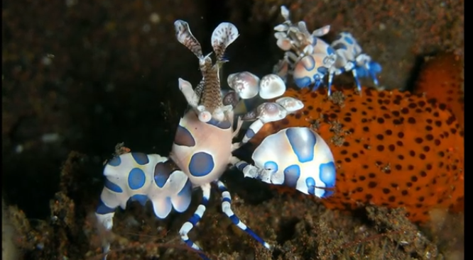pattayascuba's tweet image. Harlequin Shrimps

Some of the common #saltwater #shrimps are shallow #coral #reef dwellers that stand out for being obligate predators and for their patterned colourful bodies.
#scubadiving #snorkeling #harlequinshrimp #crustaceans

More info here:

private-scuba.com/sea-life/marin…