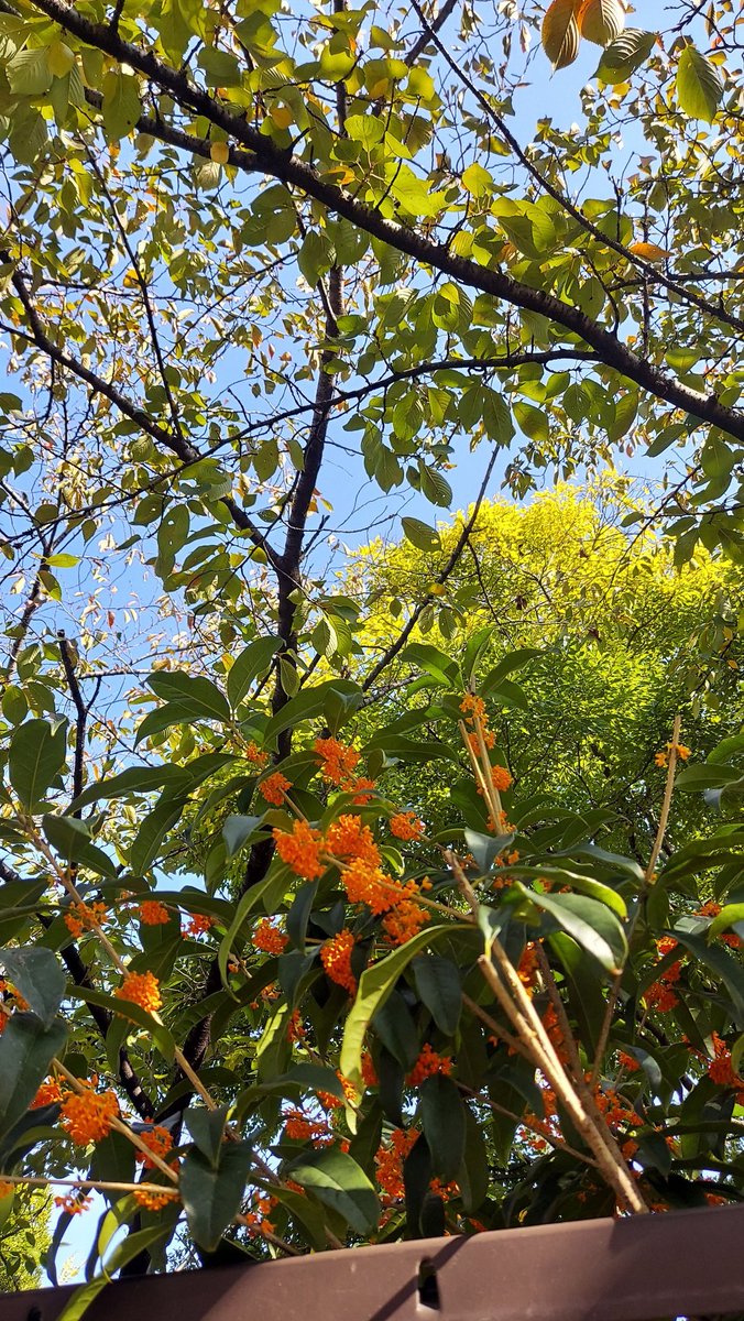 のんきげんきページ のんきげんきページ のんきげんき様 専用ページ 【公式通販】