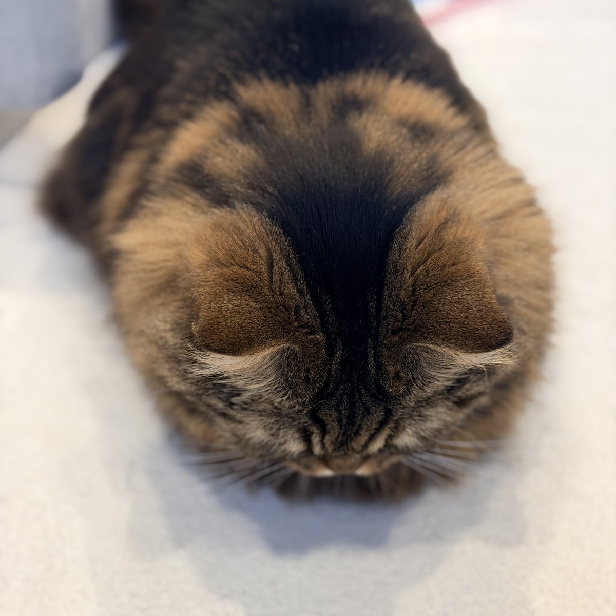 まんまるあたま