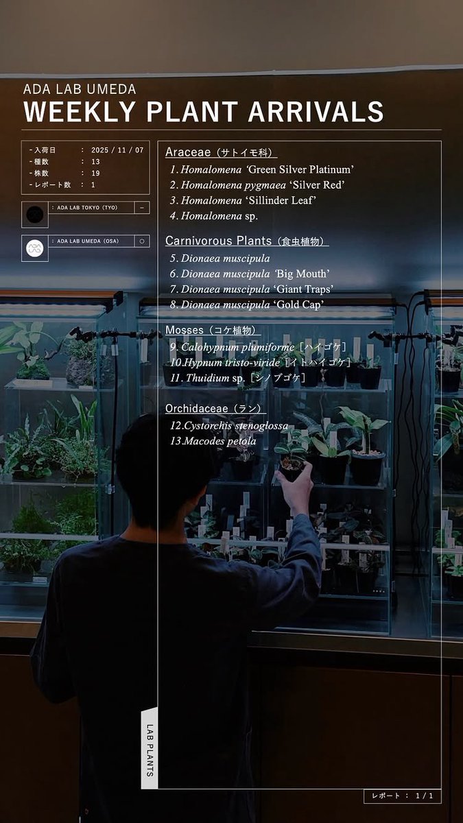 ada_lab_umeda's tweet image. WEEKLY PLANT ARRIVALS
2025/11/07

#adalab #adalabumeda #ada