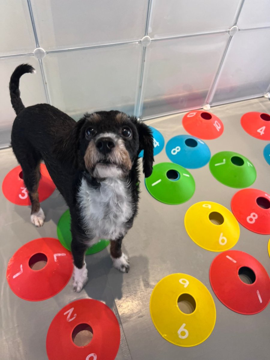 그래도 아예 안올리는건 정없으니 어제의 차차에여