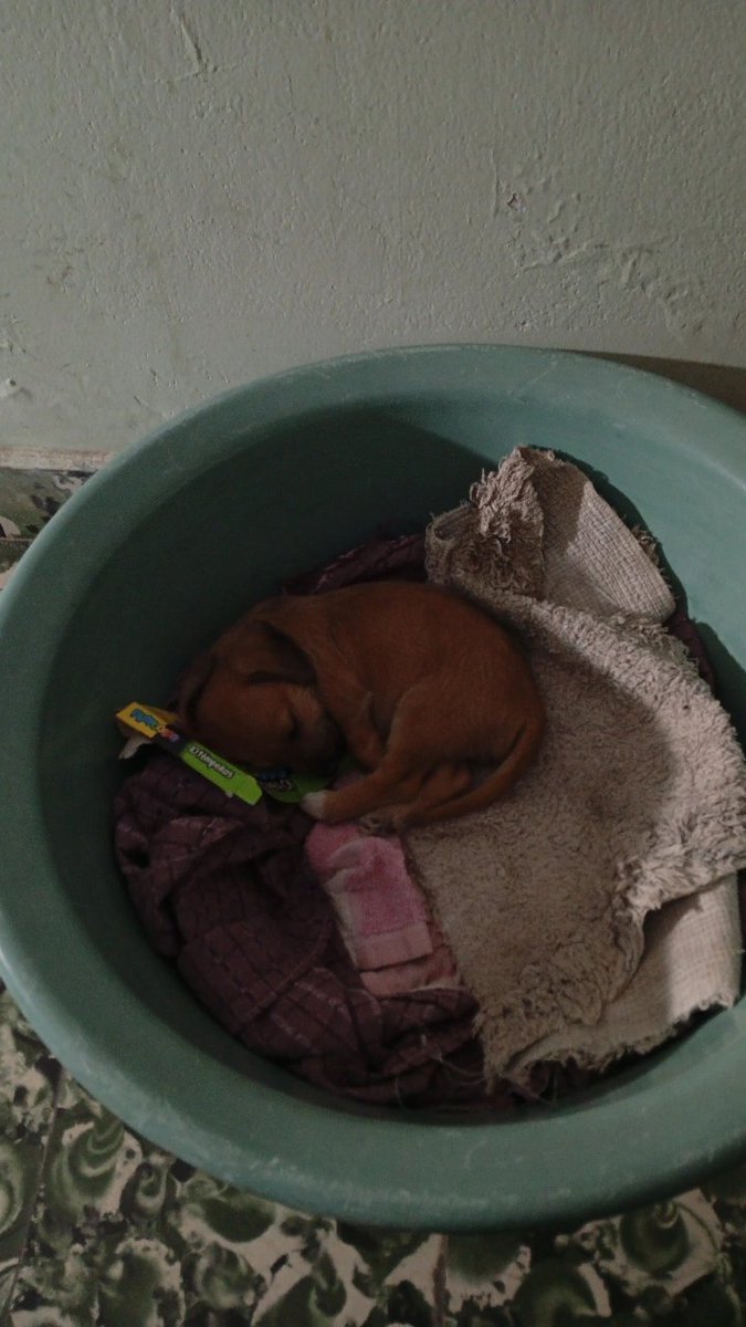 cuticoge's tweet image. lo encontré tirado al costado de las vías y me lo traje en la bici mirá lo que es este capo la facha que tiene lo amo