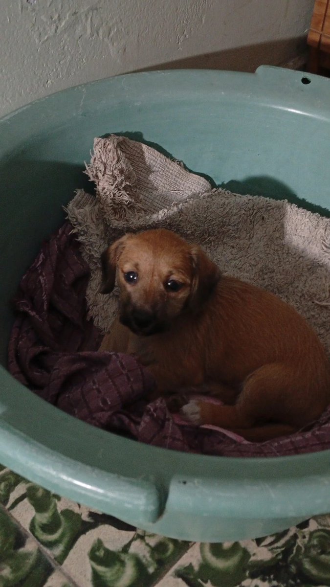 cuticoge's tweet image. lo encontré tirado al costado de las vías y me lo traje en la bici mirá lo que es este capo la facha que tiene lo amo