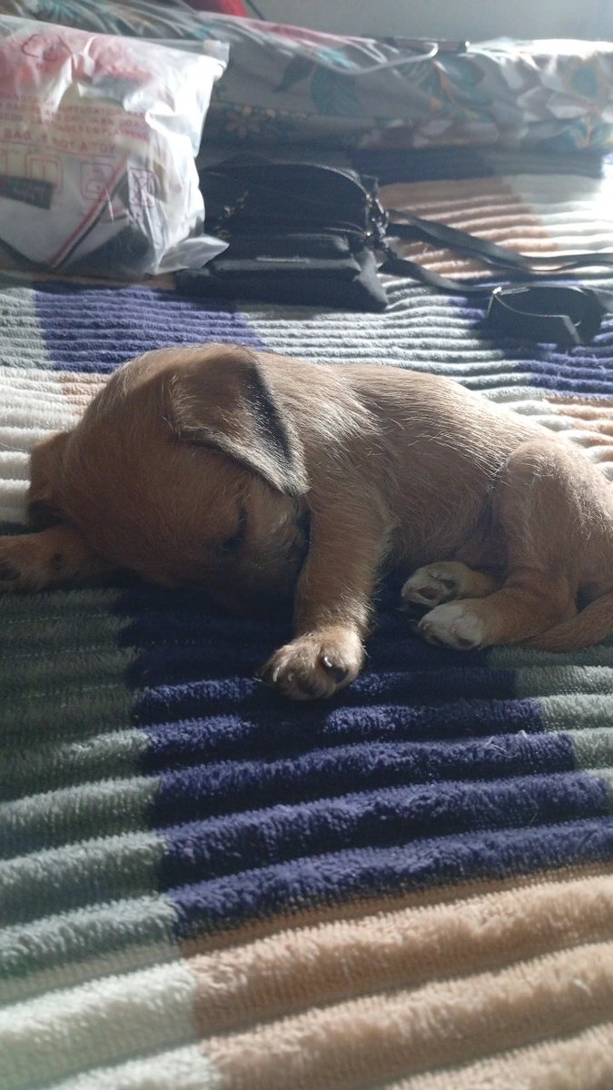 cuticoge's tweet image. lo encontré tirado al costado de las vías y me lo traje en la bici mirá lo que es este capo la facha que tiene lo amo