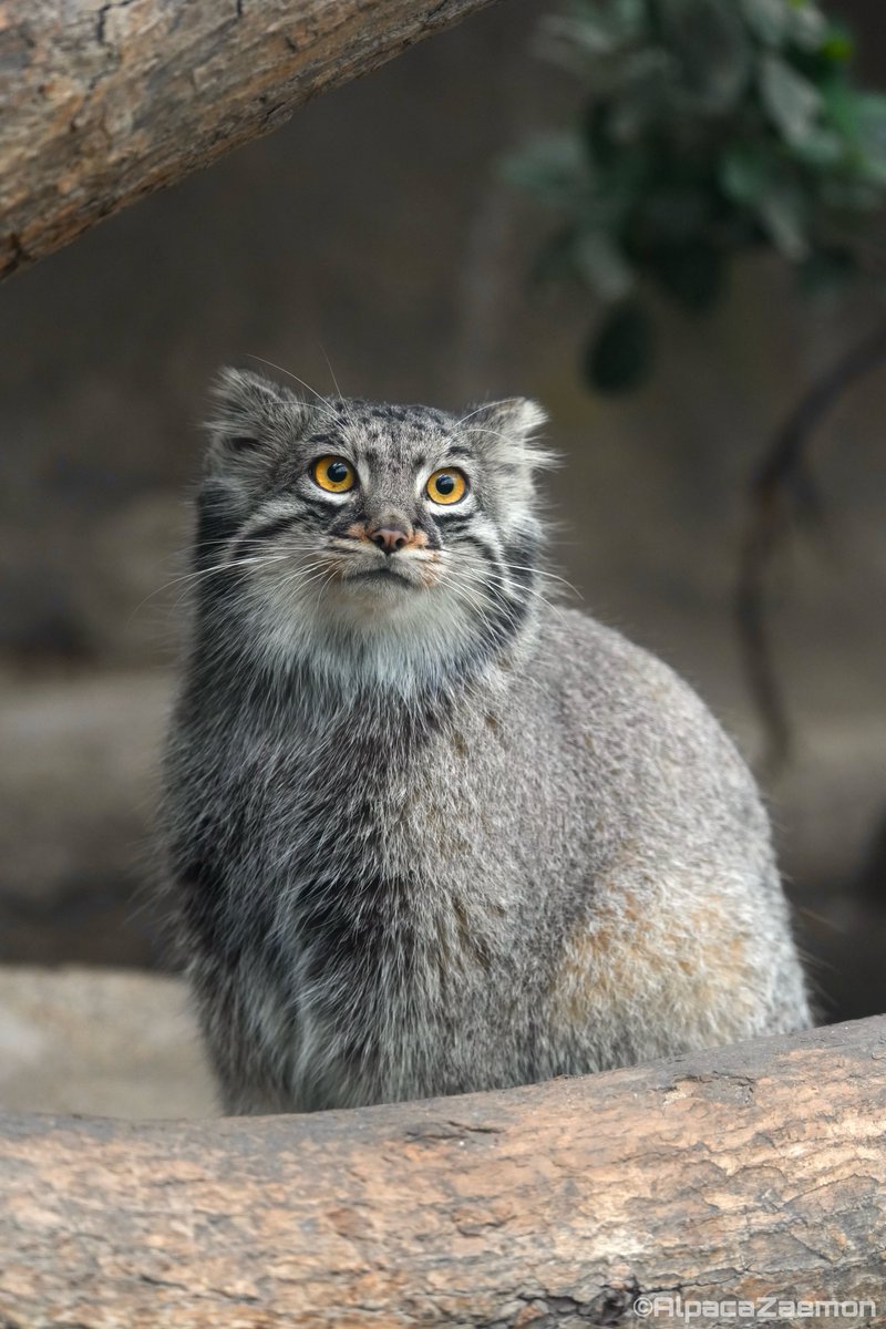 アルパカざえもん (@alpacazaemon) on Twitter photo 