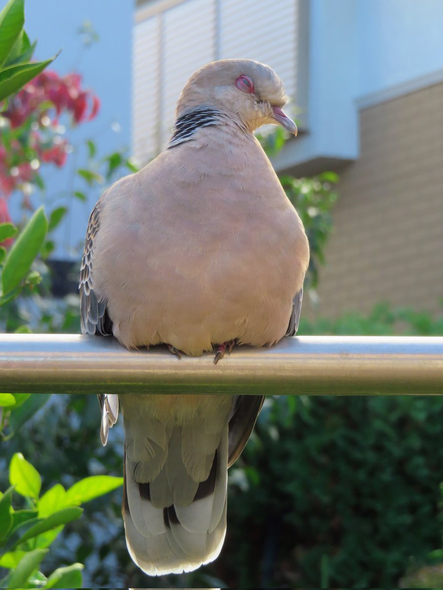 灰色のハト シラコバト（ハト目ハト科） | Anpapa@B級野鳥図鑑