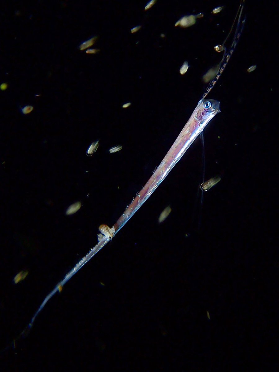 リュウグウノツカイ