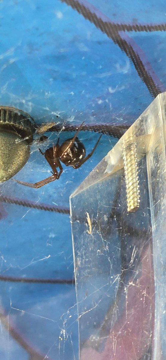Hola <a href="/Arachno_Cosas/">Soy aracnólogo, pregúntame lo que quieras</a> esta pequeña se encuentra en una lámpara en casa ¿Puedes idenficarla? Gracias