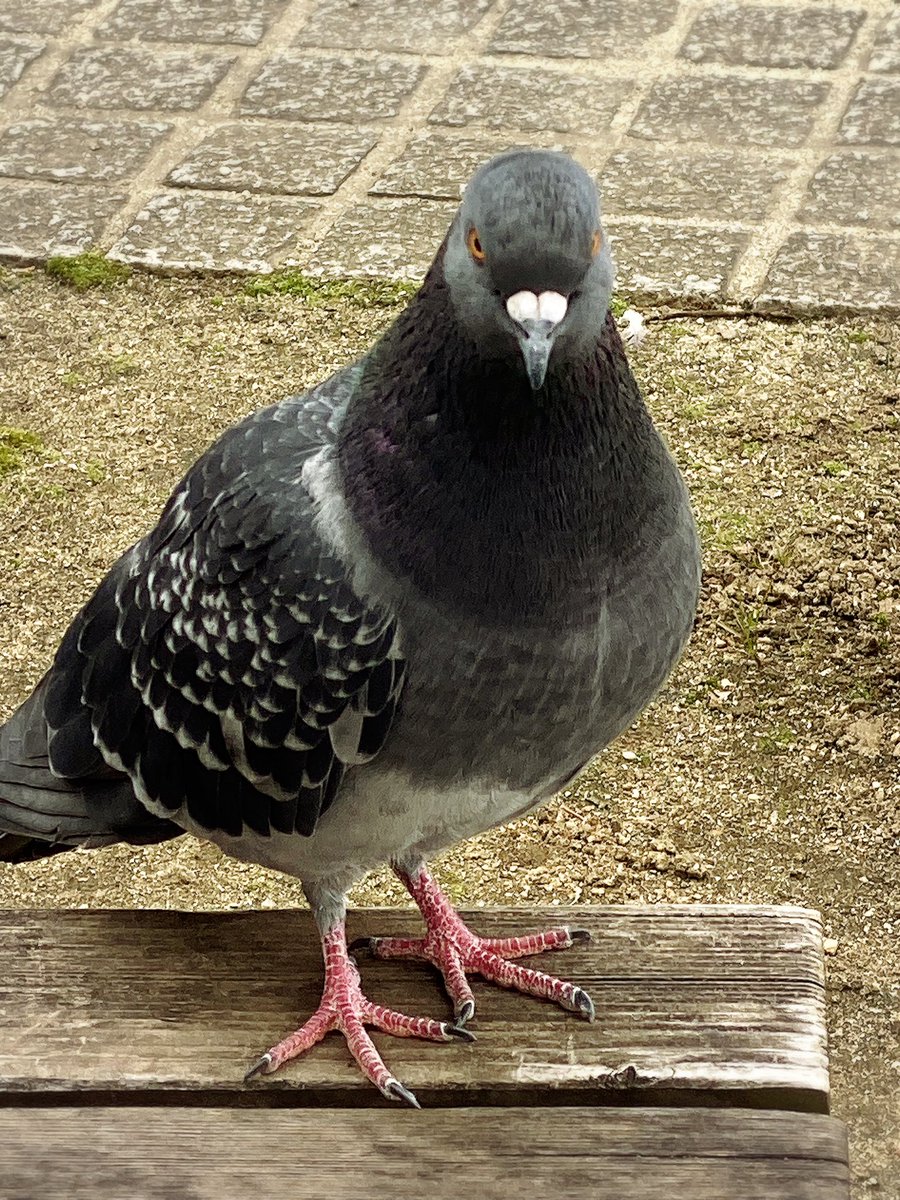 灰色のハト ちいこ on X