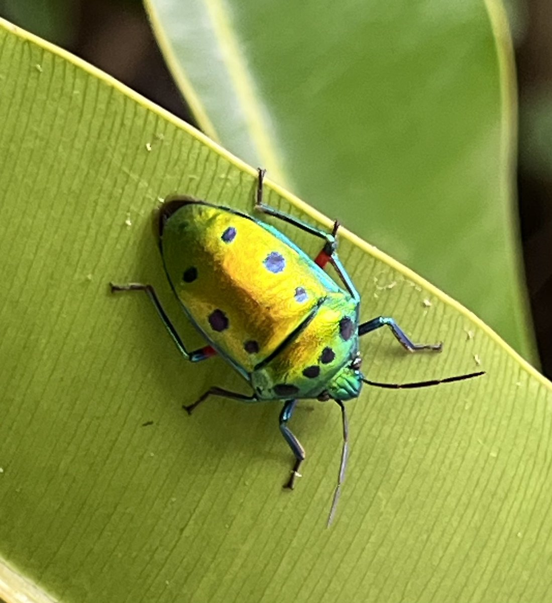 Bugbites4U's tweet image. ナナホシキンカメムシ⭐︎
素敵な出逢い♪