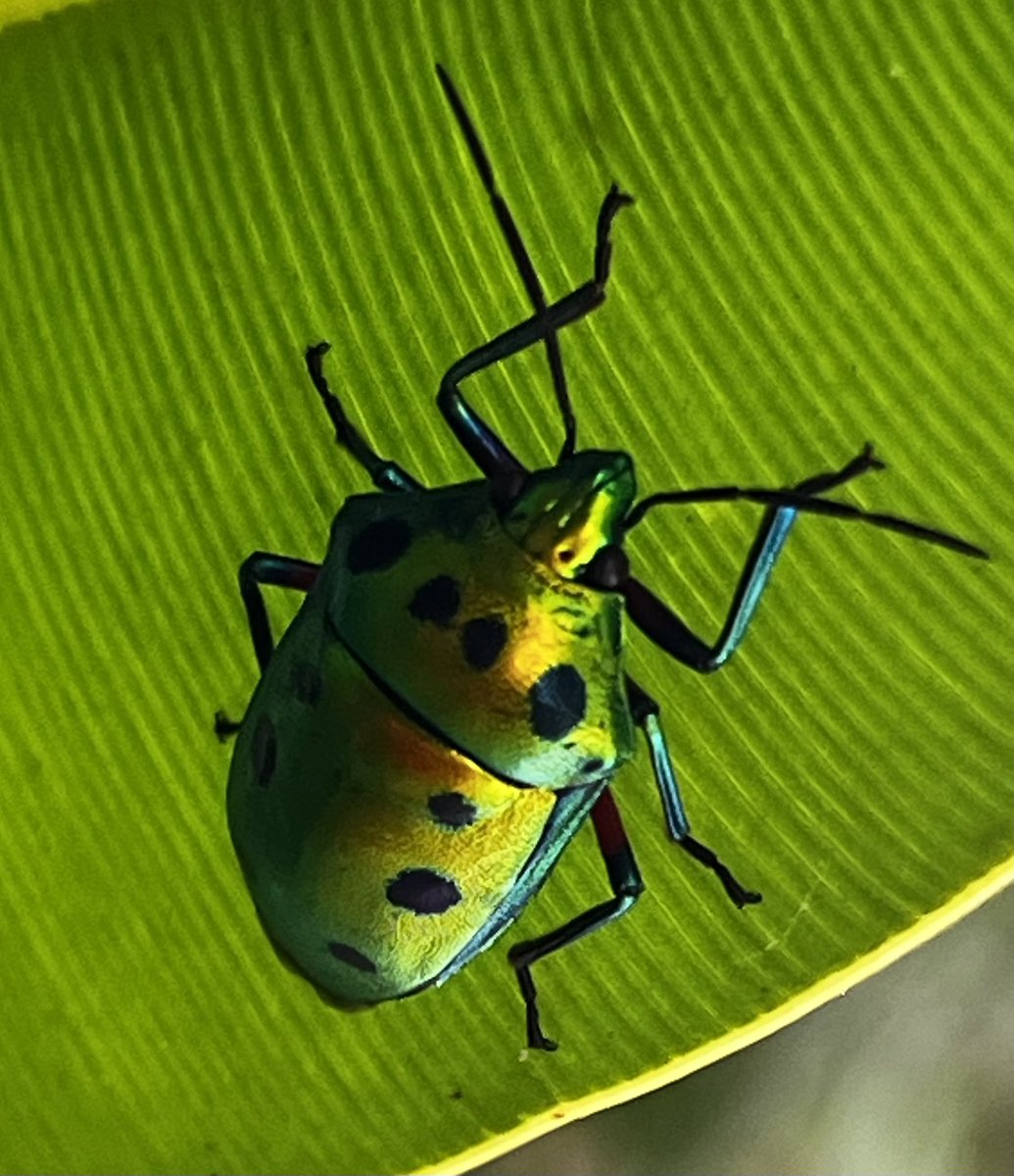 Bugbites4U's tweet image. ナナホシキンカメムシ⭐︎
素敵な出逢い♪