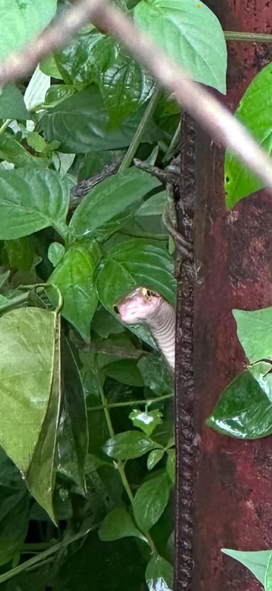 Uy! Bat biglang nag-praise mga beshie ko? Di nman tlaga maitatago na sadyang magaling silang lima pero kamakailan lang tinawag nyo silang mga b/a/k/l/a at r/e/t/o/k/a/d/o kinu-kwestyon nyo pa perf nila sa TFT kung live. 🤣 bat nag-iba ihip ng hangin? Nagpapatawad ako pero di ako